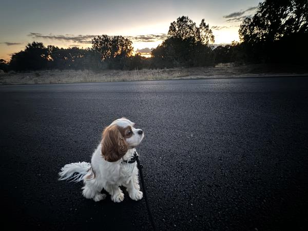 /Images/uploads/The Santa Fe New Mexican/santafepetcontest/entries/34081.jpg